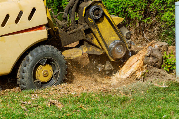 Best Emergency Tree Removal  in Galesburg, MI