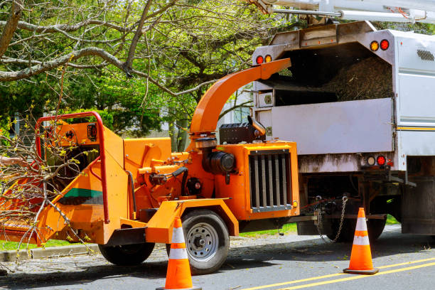 How Our Tree Care Process Works  in  Galesburg, MI